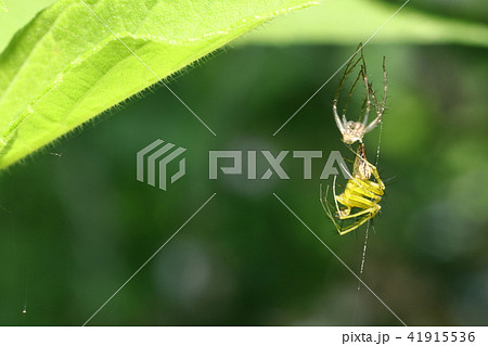 ササグモの脱皮 41915536