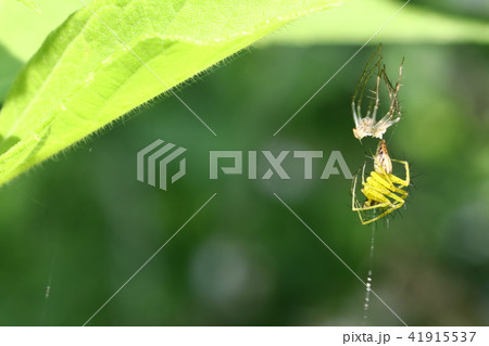 ササグモの脱皮 41915537