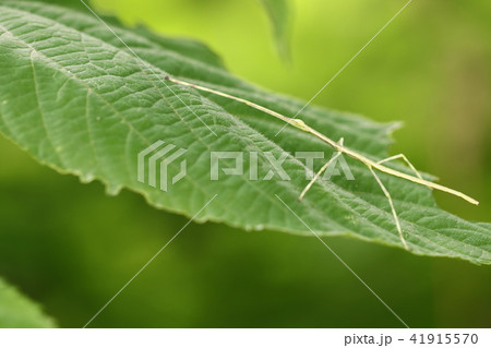 ナナフシモドキ（ナナフシ） 41915570