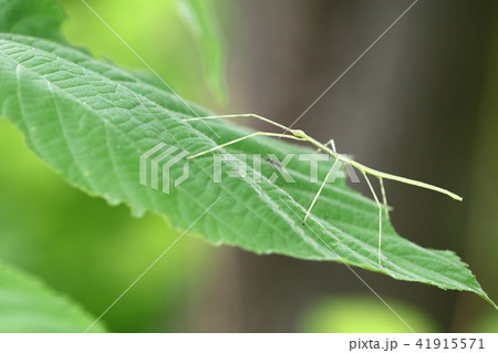 ナナフシモドキ（ナナフシ） 41915571