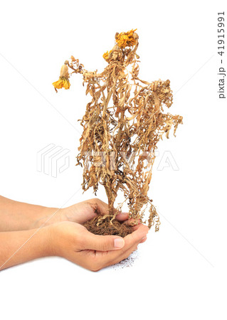 Dried plant in hand isolated on white background 41915991