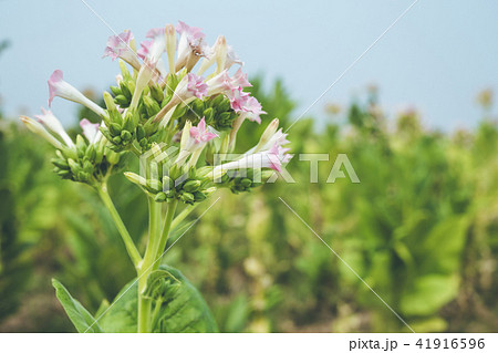 Flower and leaf of tobacco plant 41916596