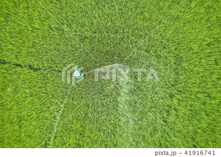 Aerial view from flying drone. Thai farmer spraying chemical to young green rice field Aerial view from flying drone. Thai farmer spraying chemical to young green rice field 41916741