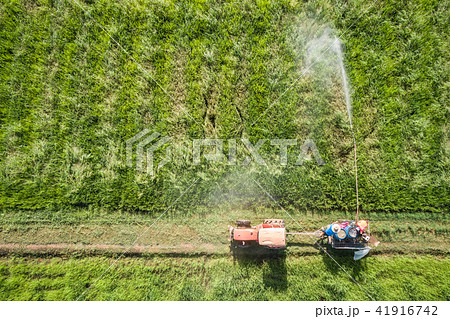 Aerial view from flying drone. Thai farmer spraying chemical to young green rice field 41916742