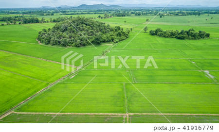 Beautiful green rice field in northern of Thailand Beautiful green rice field in northern of Thailand 41916779