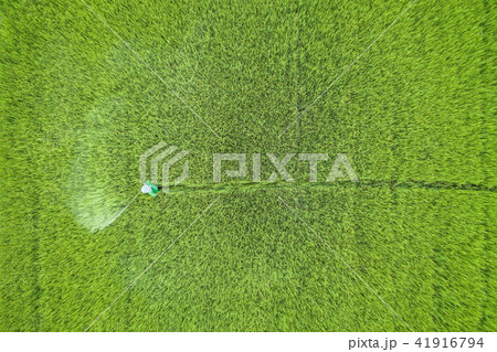 Aerial view from flying drone. Thai farmer spraying chemical to young green rice field Aerial view from flying drone. Thai farmer spraying chemical to young green rice field 41916794
