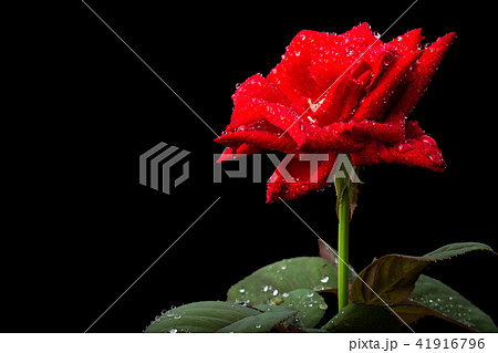 Macro fresh red rose flower on branch with green leaf. Isolated on black Macro fresh red rose flower on branch with green leaf. Isolated on black 41916796