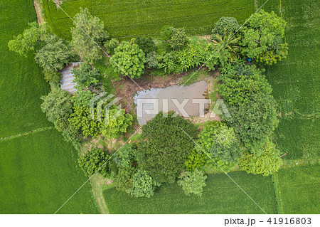 Aerial view from flying drone. Beautiful green area of young rice field or meadow in rainy season Aerial view from flying drone. Beautiful green area of young rice field or meadow in rainy season 41916803