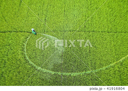 Aerial view from flying drone. Thai farmer spraying chemical to young green rice field Aerial view from flying drone. Thai farmer spraying chemical to young green rice field 41916804