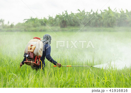 Farmer with machine and spraying chemical to young green rice field 41916816