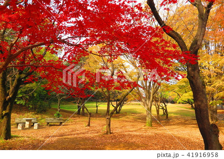 紅葉の航空公園の風景14の写真素材