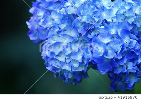 紫陽花 41916970