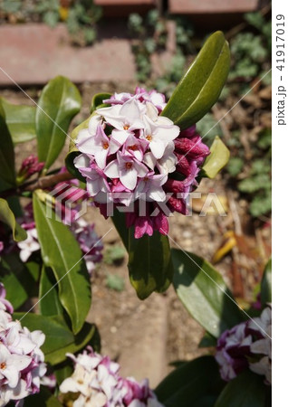 沈丁花 41917019