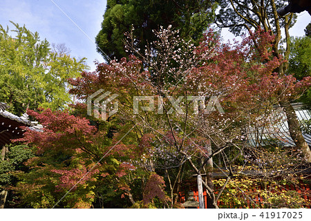 赤山禅院 寒桜 赤山禅院 寒桜 41917025