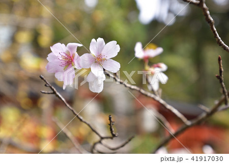 赤山禅院 寒桜 赤山禅院 寒桜 41917030
