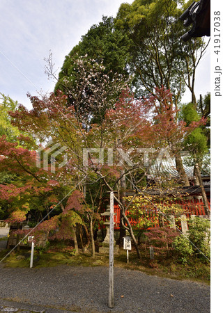 赤山禅院 寒桜 赤山禅院 寒桜 41917038