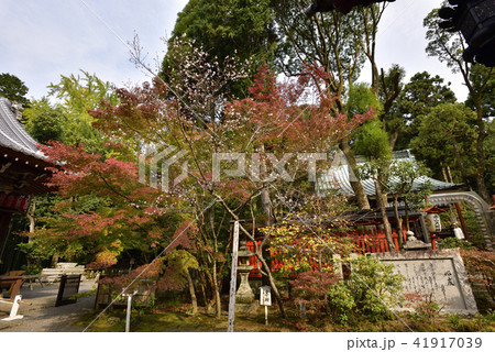 赤山禅院　寒桜 41917039