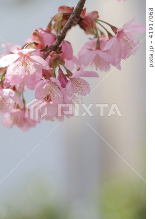 サトザクラ 41917068