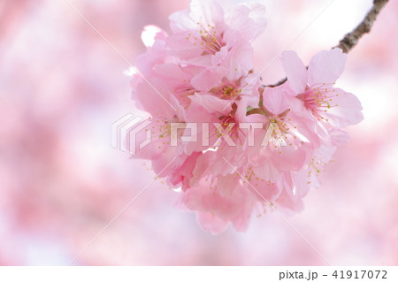 里桜 里桜 41917072