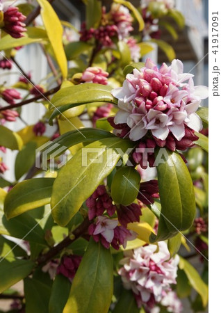 沈丁花 41917091