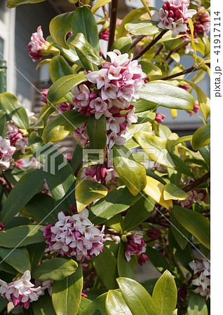 沈丁花 沈丁花 41917114