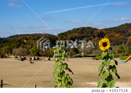 岡山市日応寺自然の森スポーツ広場～秋～ 41917528