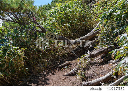 燧ヶ岳の御池登山道8合目の標識 41917582
