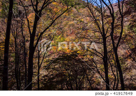 秋深く、街道をゆく 41917649