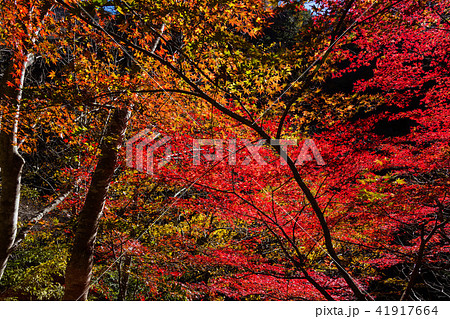 秋深く、街道をゆく 41917664