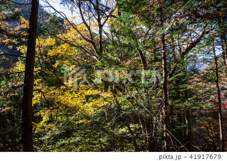 秋深く、街道をゆく 41917679