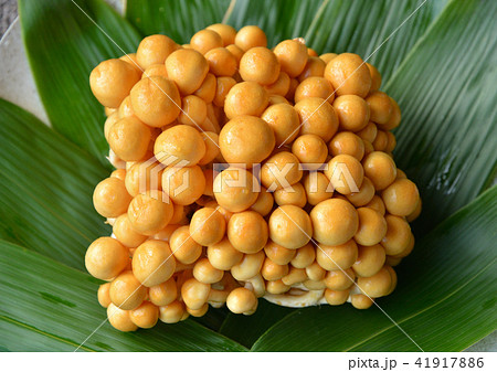 笹の葉を敷いた白い皿に乗ったツヤツヤと輝く美味しそうな沢山のなめこきのこの固まり 笹の葉を敷いた白い皿に乗ったツヤツヤと輝く美味しそうな沢山のなめこきのこの固まり 41917886