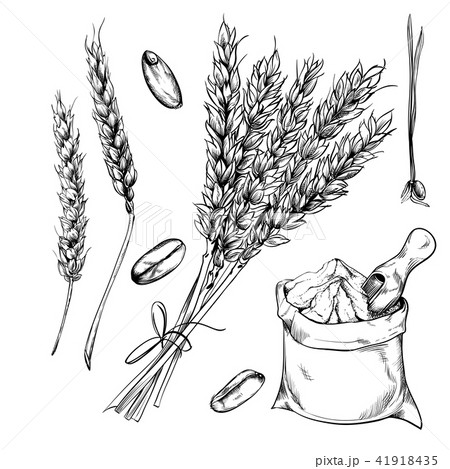 Wheat, rye and barley isolated on white background Wheat, rye and barley isolated on white background 41918435