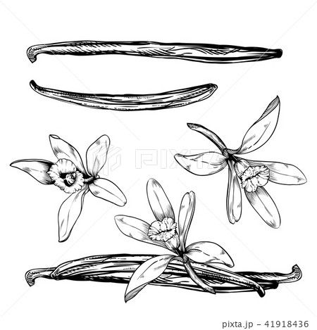 Vanilla pods and flower isolated on white Vanilla pods and flower isolated on white 41918436