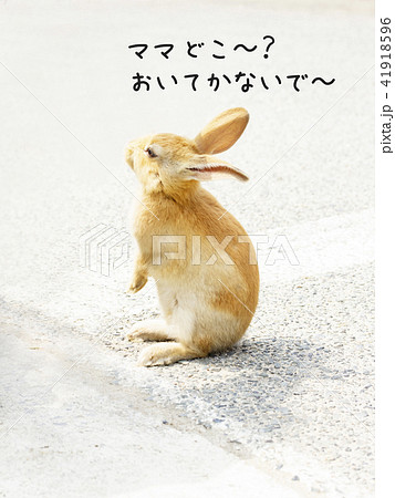 かわいい子うさぎ ママどこ~?おいてかないで~ かわいい子うさぎ ママどこ~?おいてかないで~ 41918596