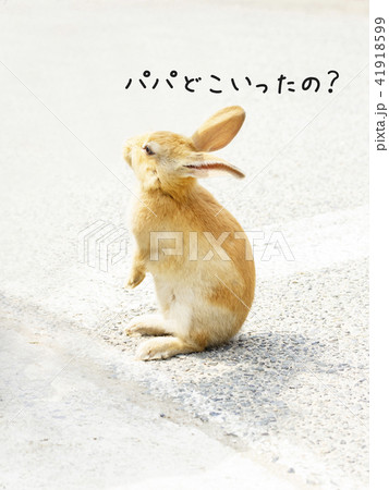 かわいい子うさぎ パパどこいったの? かわいい子うさぎ パパどこいったの? 41918599