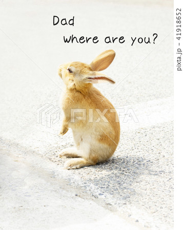 かわいい子うさぎ　Dad Where are you? 41918652