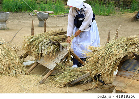 楽安邑城 収穫 女性 41919256