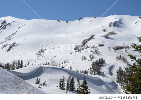 栂池自然園から見る雪山 栂池自然園から見る雪山 41919541
