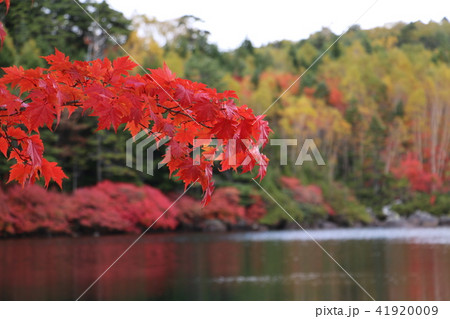白駒池の紅葉 水辺の紅 楓の写真素材 [41920009] - PIXTA
