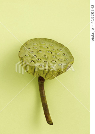 Pods of lotus with seeds on green 41920242