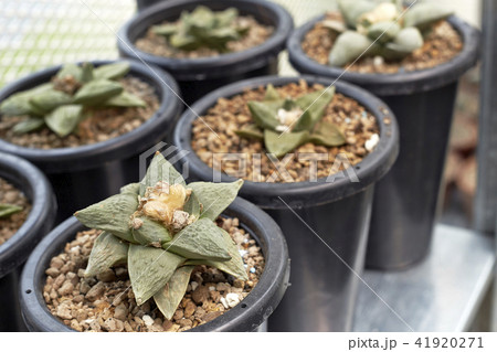 Thermal plants cactus plant group 41920271