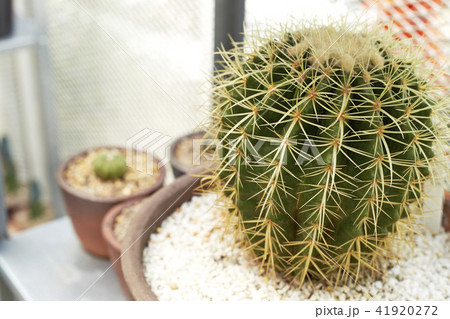 Thermal plants cactus plant group 41920272