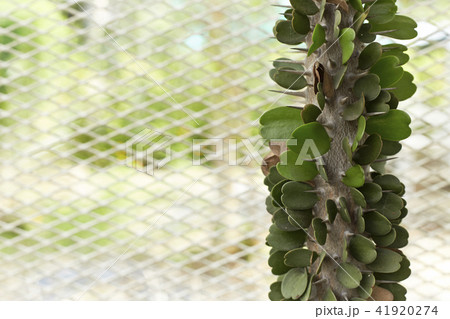 Thermal plants cactus plant group 41920274