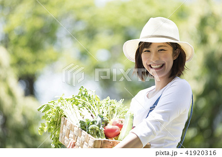 農業 野菜 収穫 農業 野菜 収穫 41920316