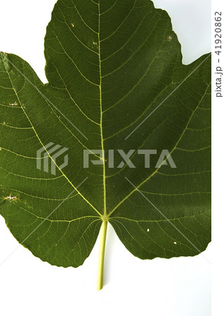 fig leaf on a white background 41920862