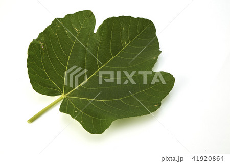 fig leaf on a white background fig leaf on a white background 41920864