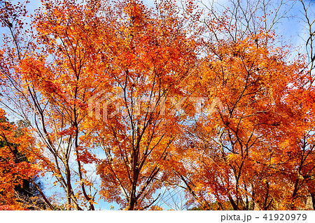 秋　紅葉　五家荘・梅の木轟公園　九州中央山地(秋の紅葉)(Autumn leaves) 41920979