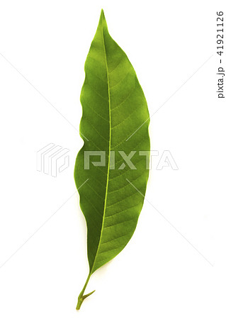 Champaka leaf tropical isolated on white Champaka leaf tropical isolated on white 41921126