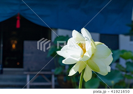 静岡県伊豆の国市正連寺の双頭蓮(ふたごの花) 41921650