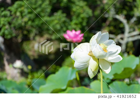 静岡県伊豆の国市正連寺の双頭蓮(ふたごの花) 41921652